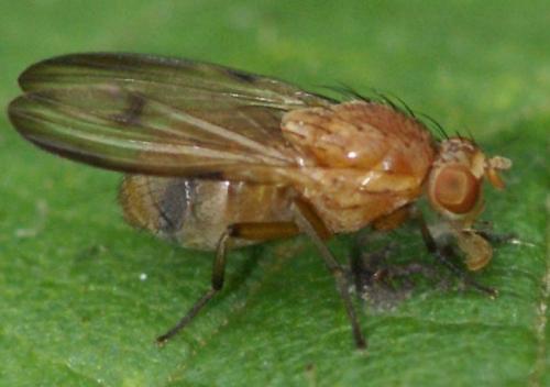 Minettia inusta