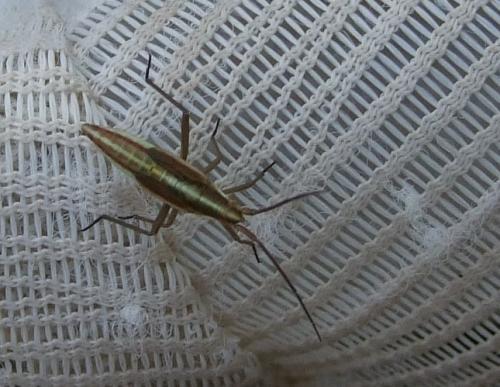 Stenodema calcarata