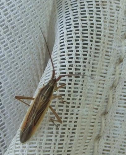Stenodema calcarata