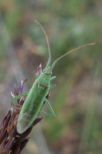 Stenodema calcarata