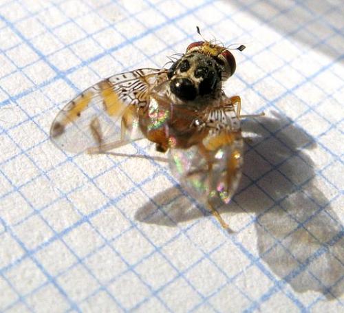 Réf. 24 266 : Ceratitis capitata