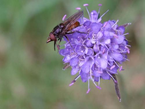 Rhingia campestris