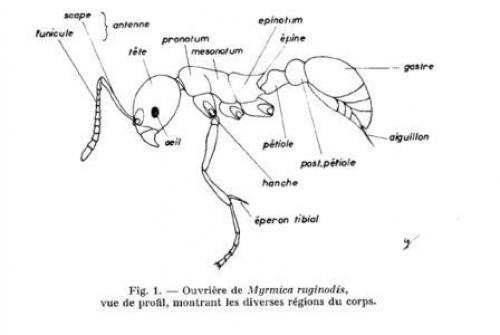 Réf. 24 070 : Myrmica ruginodis