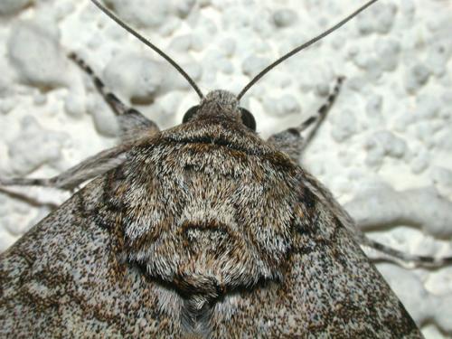 Réf. 24 671 : Catocala fraxini