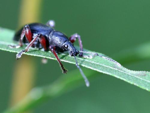 Otiorhynchus tenebricosus