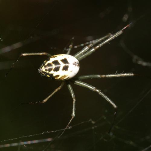 Réf. 24 012 : Neriene emphana