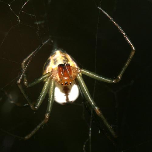 Neriene emphana
