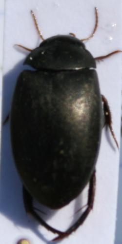 Réf. 24 492 : Agabus sp.