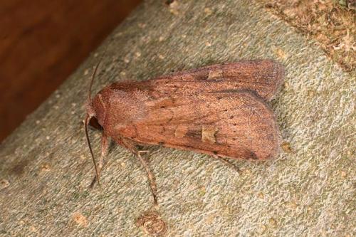 Xestia xanthographa