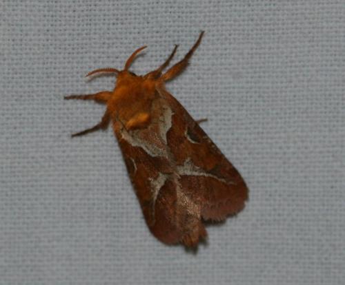 Triodia sylvina