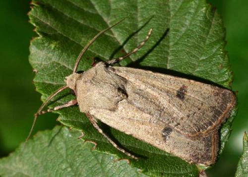 Réf. 24 419 : Agrotis trux