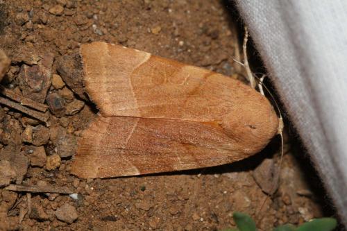 Noctua sp.