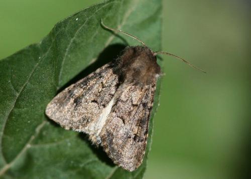 Luperina testacea