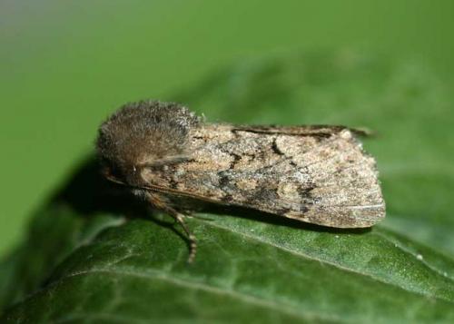 Réf. 24 233 : Luperina testacea