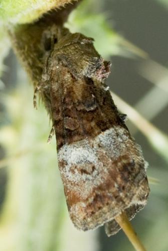 Mesoligia furuncula