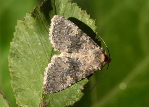 Polymixis dubia
