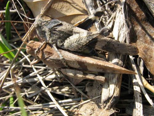 Oedipoda caerulescens caerulescens