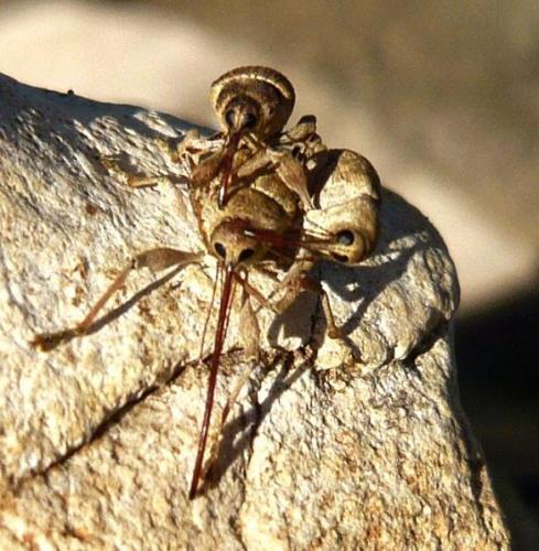 Curculio elephas