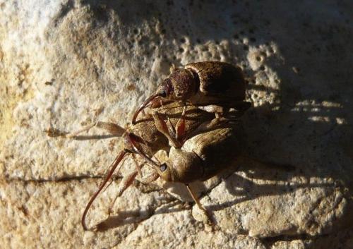 Réf. 24 779 : Curculio elephas