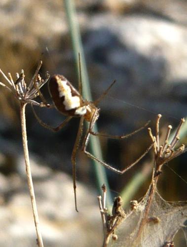 Tetragnatha sp.