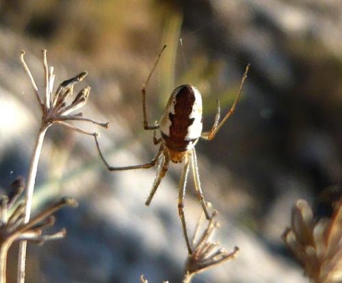 Tetragnatha sp.
