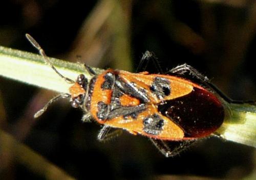 Corizus hyoscyami hyoscyami