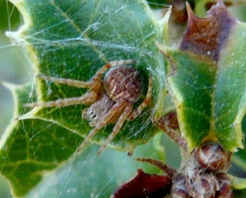 Agalenatea redii