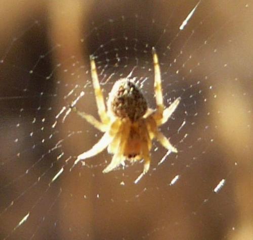 Agalenatea redii