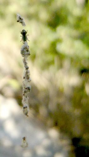 Réf. 24 486 : Cyclosa conica