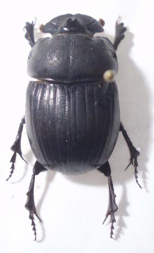 Copris lunaris