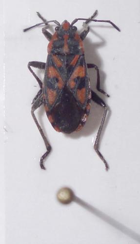 Spilostethus saxatilis