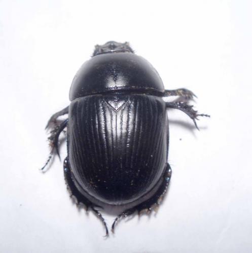 Réf. 24 734 : Geotrupes spiniger
