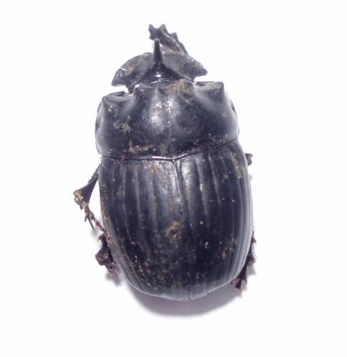 Copris lunaris