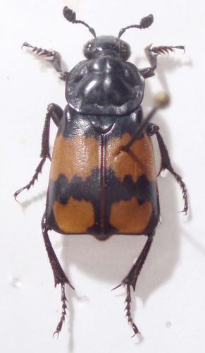 Nicrophorus vespilloides