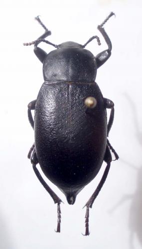 Blaps lethifera
