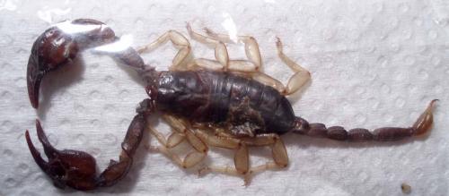 Euscorpius sp.