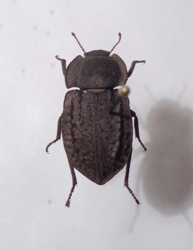 Réf. 24 831 : Asida sp.