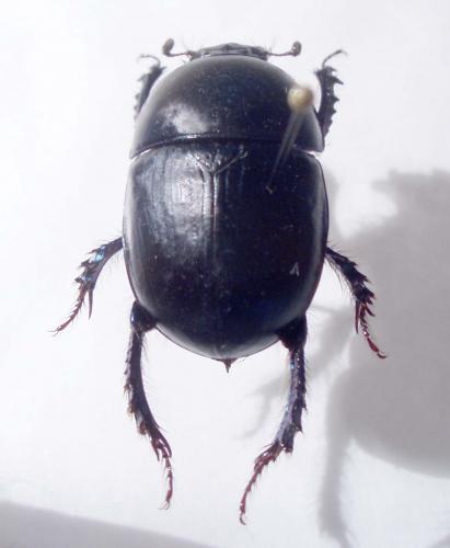 Réf. 24 873 : Sericotrupes niger