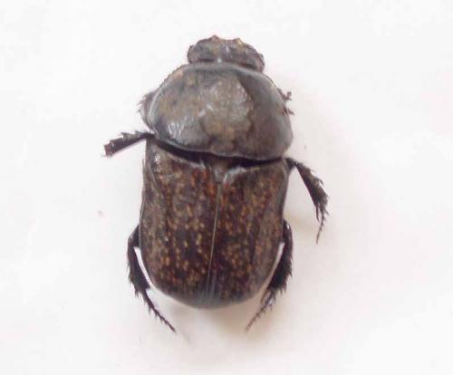 Réf. 24 736 : Cheironitis irroratus