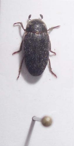Réf. 24 843 : Dermestes frischii