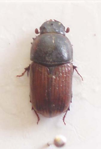 Réf. 24 740 : Coprimorphus scrutator