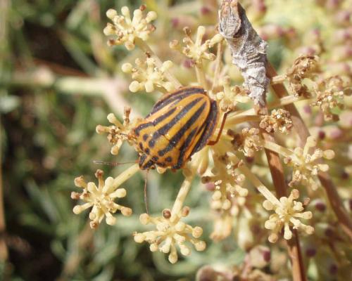Réf. 24 628 : Graphosoma semipunctatum