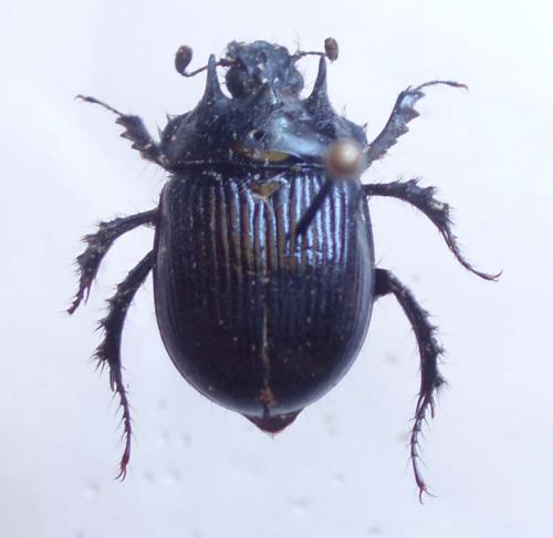 Typhaeus sp.