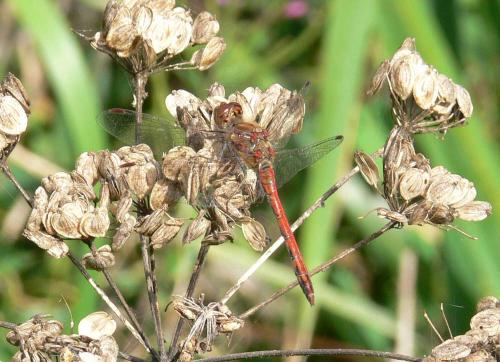 Sympetrum striolatum