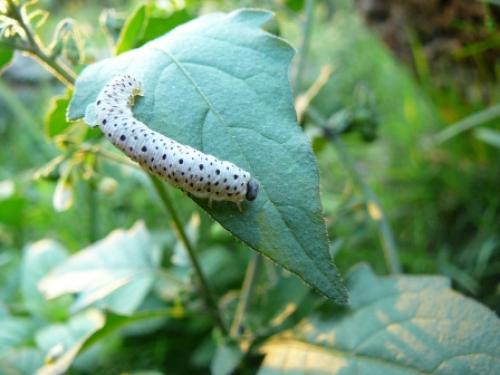 Tenthredo scrophulariae