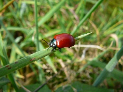 Réf. 24 730 : Chrysomela sp.