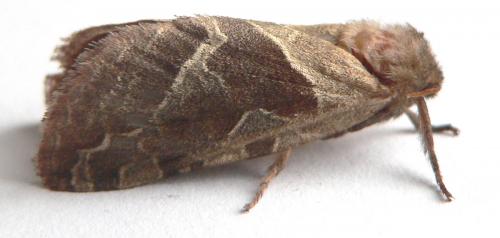 Triodia sylvina