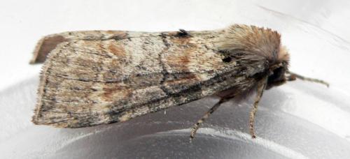 Cymatophorina diluta