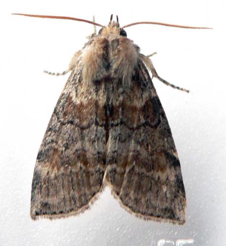 Cymatophorina diluta