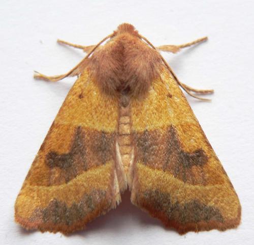 Atethmia centrago